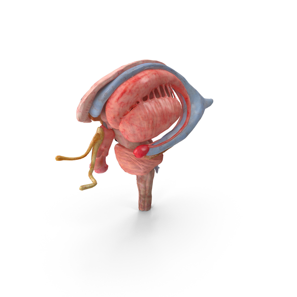 Location of the midbrain in the human brain